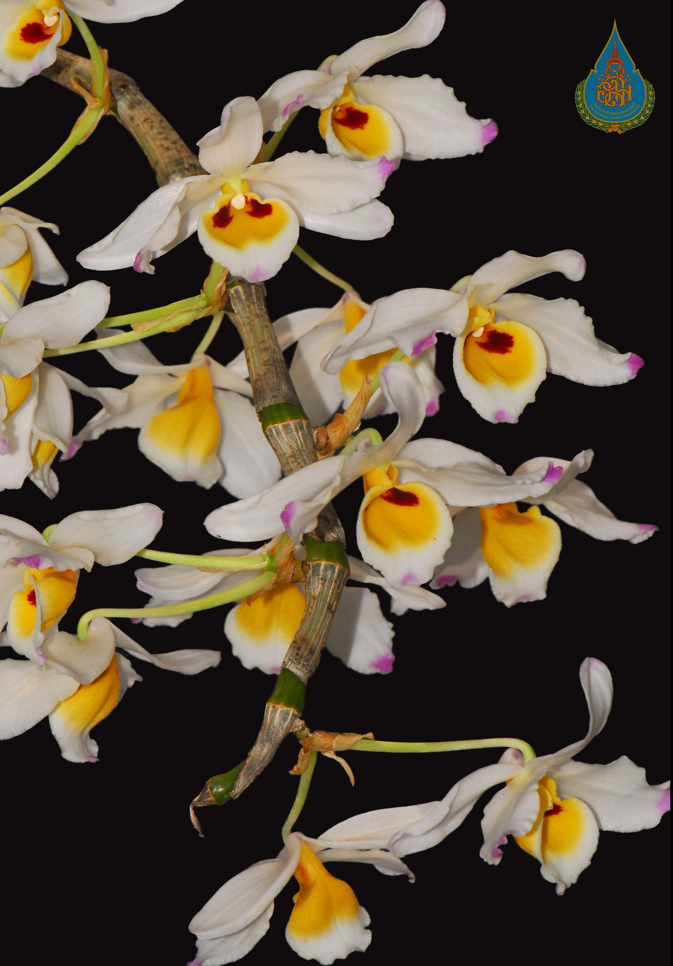 เอื้องมณีไตรรงค์ Dendrobium wardianum R.Warner<br/>ORCHIDACEAE